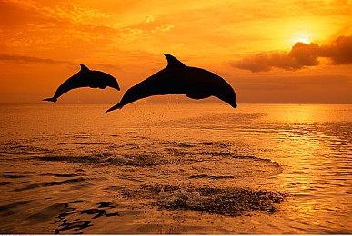 制作人透露《零》初代最初设计使用弓箭与鬼怪战斗